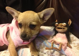 It was a bonding moment for Kelly Murphy and I when I learned that she, too, has a 4 pound chihuahua and she learned that I, too, have a gremlin.